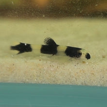 Cargar imagen en el visor de la galería, Panda Loach