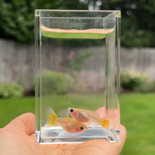 Load image into Gallery viewer, 2 Pregnant Banana Glass Belly Guppy Fish