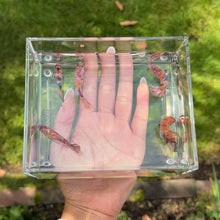 Cargar imagen en el visor de la galería, Nemo Galaxy Betta Sorority Pack