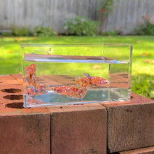 Cargar imagen en el visor de la galería, Nemo Galaxy Betta Sorority Pack