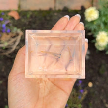 Load image into Gallery viewer, Banana Glass Belly Guppy Pair