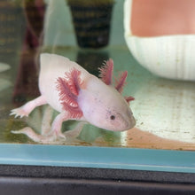Load image into Gallery viewer, "Pudgy" Baby Blue Gill Dirty Leucistic (Lucy) Axolotl | WYSIWYG