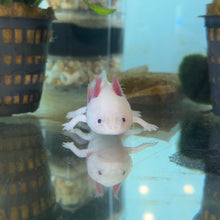 Cargar imagen en el visor de la galería, "Ducky" Baby Blue Gill Leucistic (Lucy) Axolotl | WYSIWYG