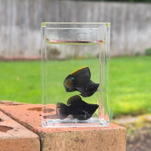 Load image into Gallery viewer, Sailfin Balloon Molly Pair