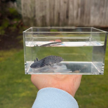 Cargar imagen en el visor de la galería, Axanthic Axolotl