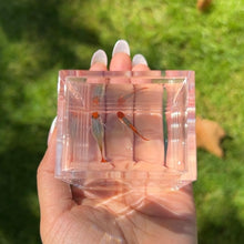 Load image into Gallery viewer, Pumpkin Koi Short Glass Belly Guppy Pair