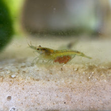 Cargar imagen en el visor de la galería, Guaranteed Pregnant Neocaridina Shrimp | Any Color Morph