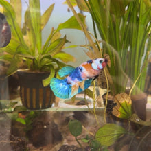 Load image into Gallery viewer, Lipstick Candy Koi Female Betta | WYSIWYG