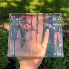 Load image into Gallery viewer, Koi Marble Betta Sorority Pack