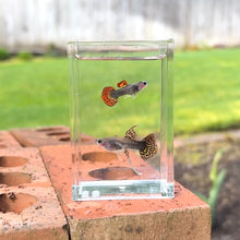 Load image into Gallery viewer, Ribboned Tiger Mosaic Glass Belly Guppy Pair