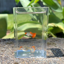 Load image into Gallery viewer, Orange Koi Mosaic Snakeskin Guppy Pair