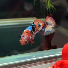 Load image into Gallery viewer, Galaxy Rainbow Candy Koi Female Betta | WYSIWYG D2