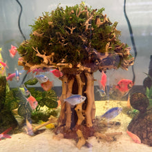 Load image into Gallery viewer, Christmas Moss on Large Straight Bonsai Driftwood Tree (live plant attached)