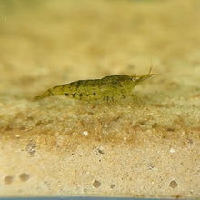 Load image into Gallery viewer, Cull Pack Shrimp | 10 Cull Shrimp
