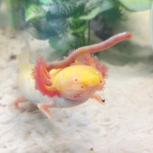 Load image into Gallery viewer, Adoption Axolotl (morph may vary)