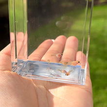 Load image into Gallery viewer, Mystery Young Glass Belly Guppy Fish