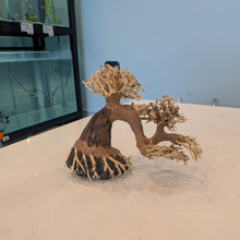 Load image into Gallery viewer, Arched Bonsai Driftwood Tree