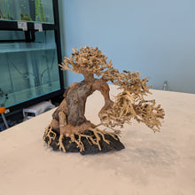 Load image into Gallery viewer, Arched Bonsai Driftwood Tree