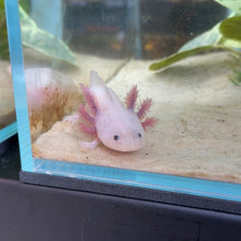 Cargar imagen en el visor de la galería, Baby Waving "Hi" Blue Gill Leucistic (Lucy) Axolotl | WYSIWYG
