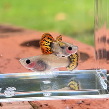 Load image into Gallery viewer, Red Tiger Mosaic Glass Belly Guppy Pair
