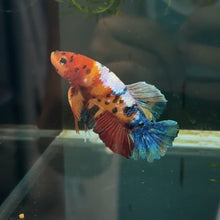 Cargar imagen en el visor de la galería, SUPER RARE - Split Mosaic Rainbow Candy Koi Male Betta | WYSIWYG