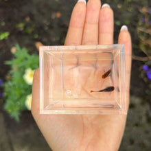 Load image into Gallery viewer, Pumpkin Koi Glass Belly Guppy Pair