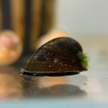 Load image into Gallery viewer, Batman Nerite Snail