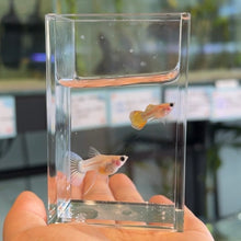 Load image into Gallery viewer, Ribboned Sunfire Star Glass Belly Guppy Pair