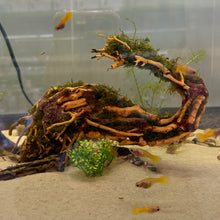 Load image into Gallery viewer, Christmas Moss on Small Curve Shaped Bonsai Driftwood Tree (live plant attached)