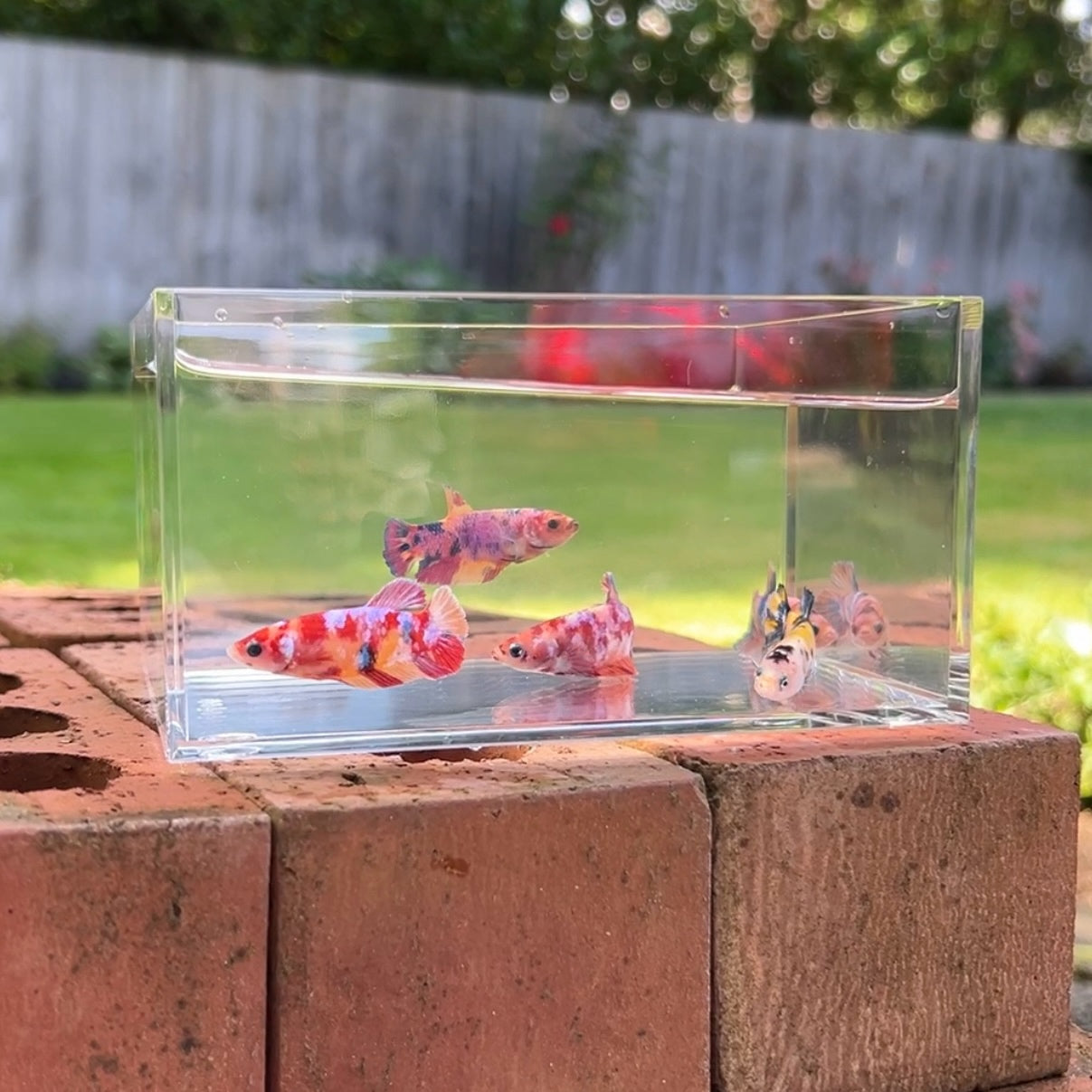 betta fish surprise box Ziss Aqua ZT-14 Nano Acrylic Aquarium 2.4L CeramicNature Betta Sorority Mystery Pack