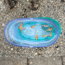 Load image into Gallery viewer, Breeder Pack Yellow Lace Glass Belly Guppy