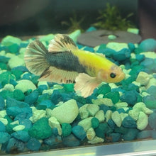 Load image into Gallery viewer, Glo Betta Fish Dumbo Ear | WYSIWYG C4