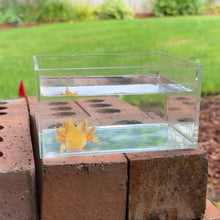 Load image into Gallery viewer, Hypomelanistic Copper Axolotl
