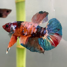 Load image into Gallery viewer, Galaxy Candy Koi Male Betta | WYSIWYG