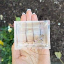 Load image into Gallery viewer, Cobra Mosaic Glass Belly Guppy Pair