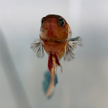 Cargar imagen en el visor de la galería, Blue Eye Rainbow Candy Koi Female Betta | WYSIWYG