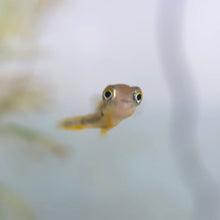Cargar imagen en el visor de la galería, Pea Puffer