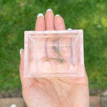 Load image into Gallery viewer, Ribboned Metal Lace Glass Belly Guppy Pair