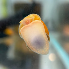 Cargar imagen en el visor de la galería, Gold Mystery Snail