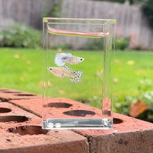 Cargar imagen en el visor de la galería, Short Crystal Blue Koi Snake Skin Guppy Pair