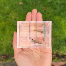 Load image into Gallery viewer, Ribboned Blossom Glass Belly Guppy Pair