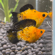 Load image into Gallery viewer, Sailfin Pikachu Balloon Molly Pair | WYSIWYG