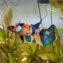 Load image into Gallery viewer, Lipstick Candy Koi Female Betta | WYSIWYG
