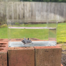Cargar imagen en el visor de la galería, Axanthic Axolotl