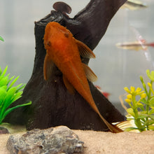 Load image into Gallery viewer, Super Red Bristlenose Pleco