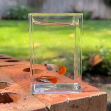 Load image into Gallery viewer, Pumpkin Koi Short Glass Belly Guppy Pair