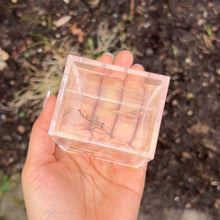 Load image into Gallery viewer, Ribboned Tucan Glass Belly Guppy Pair