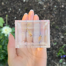 Load image into Gallery viewer, Leopard Glass Belly Guppy Pair