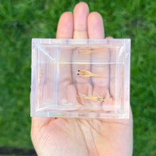 Load image into Gallery viewer, Ribboned Gold Glass Belly Guppy Pair