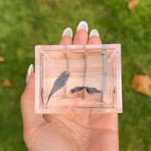 Load image into Gallery viewer, Black Skirt Glass Belly Guppy Pair